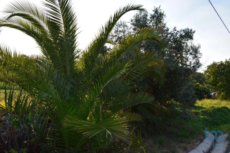 Terreno para Venda em Nossa Senhora do Pranto Foto 4