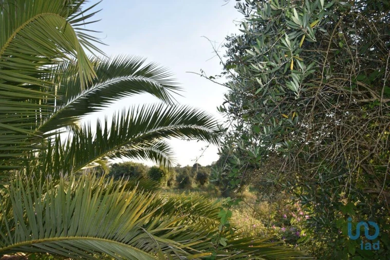 Terreno para Venda em Nossa Senhora do Pranto Foto 12