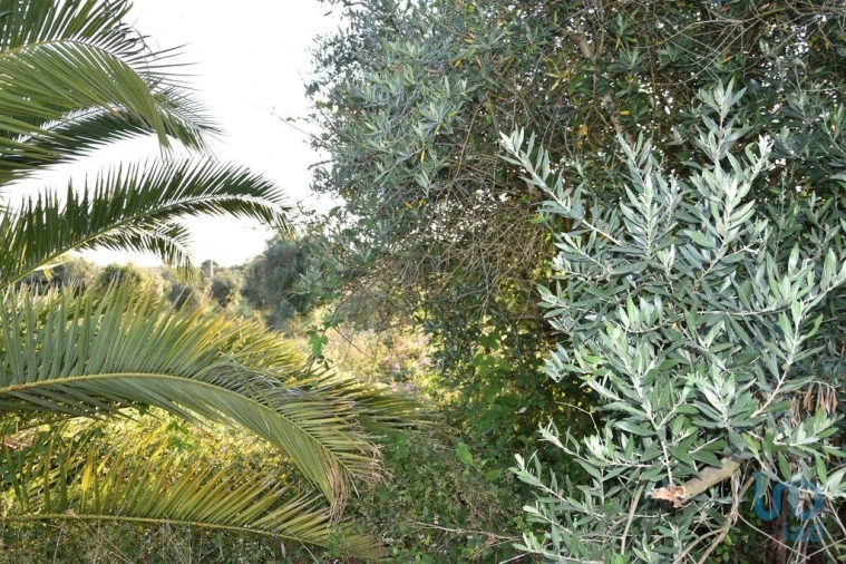 Terreno para Venda em Nossa Senhora do Pranto Foto 13