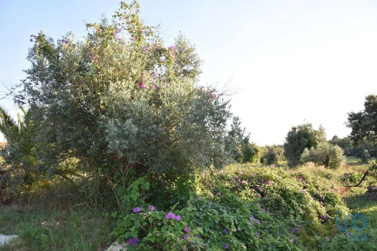 Terreno para Venda em Nossa Senhora do Pranto Foto 6
