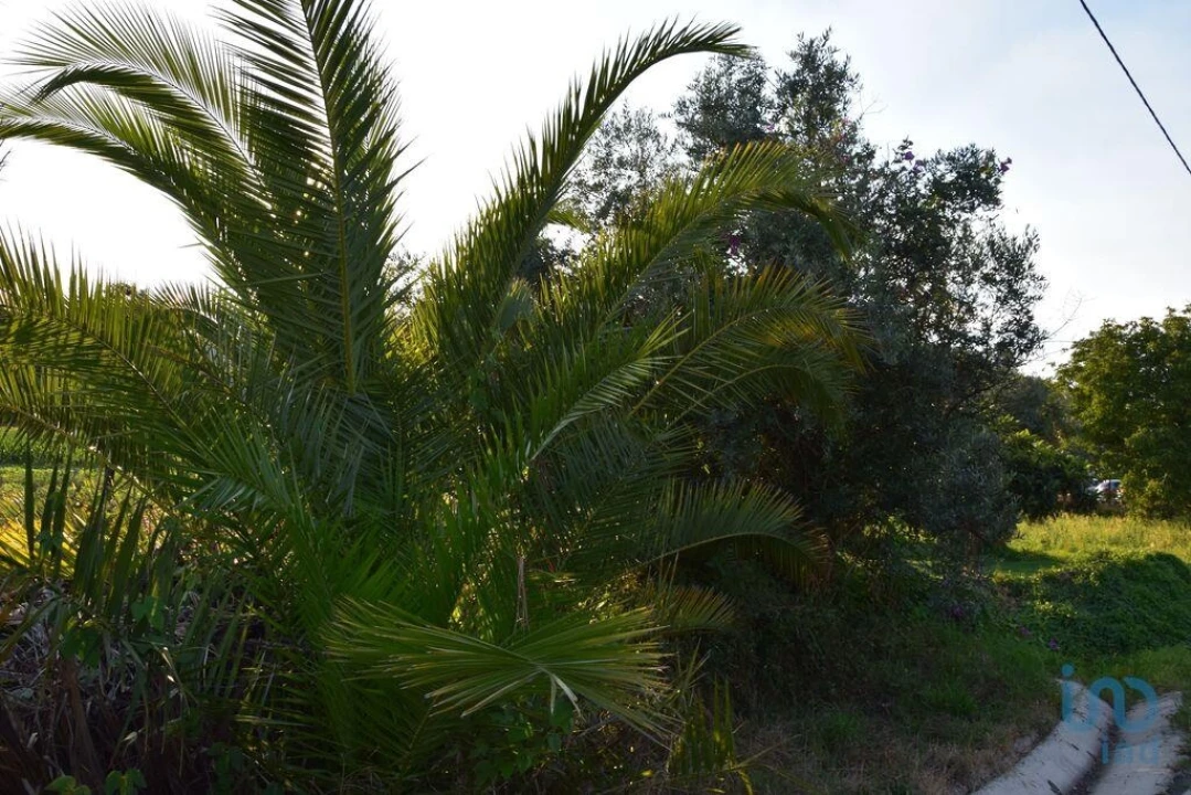 Terreno para Venda em Nossa Senhora do Pranto Foto 4