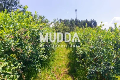 Negócio para Trespasse em Rocas do Vouga