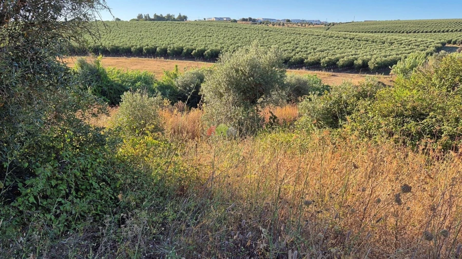 Quinta T1 para Venda em Torrão Foto 12