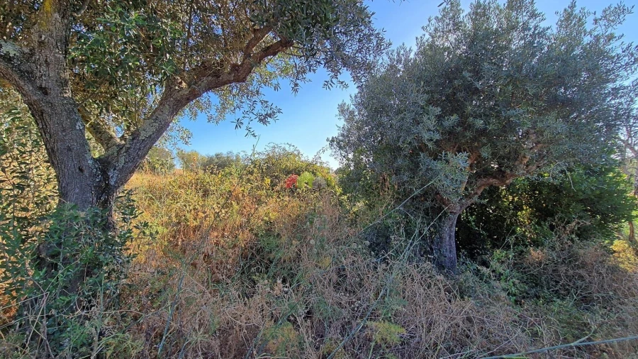 Quinta T1 para Venda em Torrão Foto 21