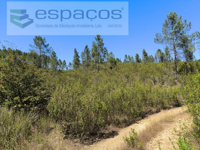 Terreno Agricola ou Rústico para Venda em Sarzedas Foto 3