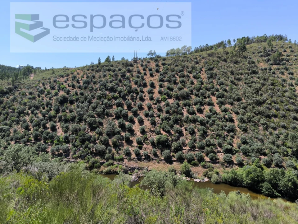 Terreno Agricola ou Rústico para Venda em Sarzedas Foto 4