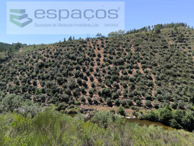 Terreno Agricola ou Rústico para Venda em Sarzedas Foto 4