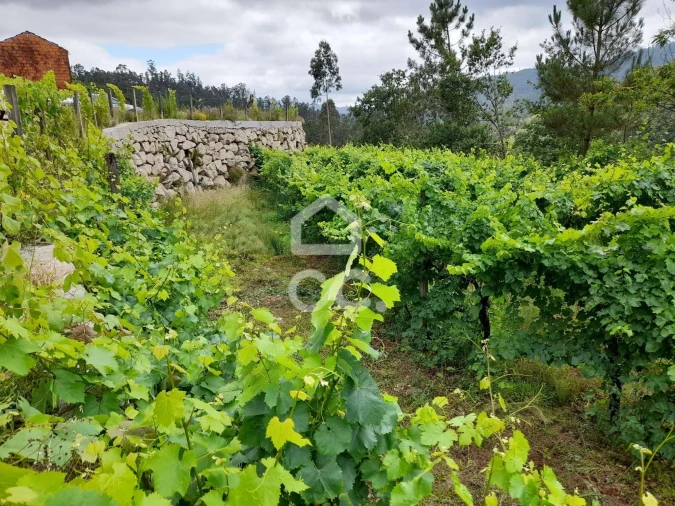 Quinta para Venda em São João da Serra Foto 6