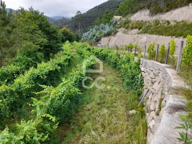 Quinta para Venda em São João da Serra Foto 11