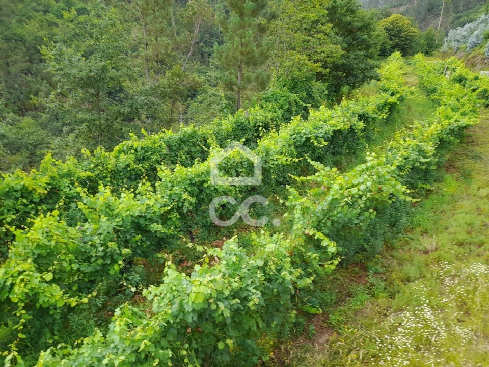 Quinta para Venda em São João da Serra Foto 9