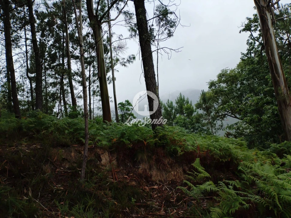 Terreno Agricola ou Rústico para Venda em Vilar da Veiga Foto 2