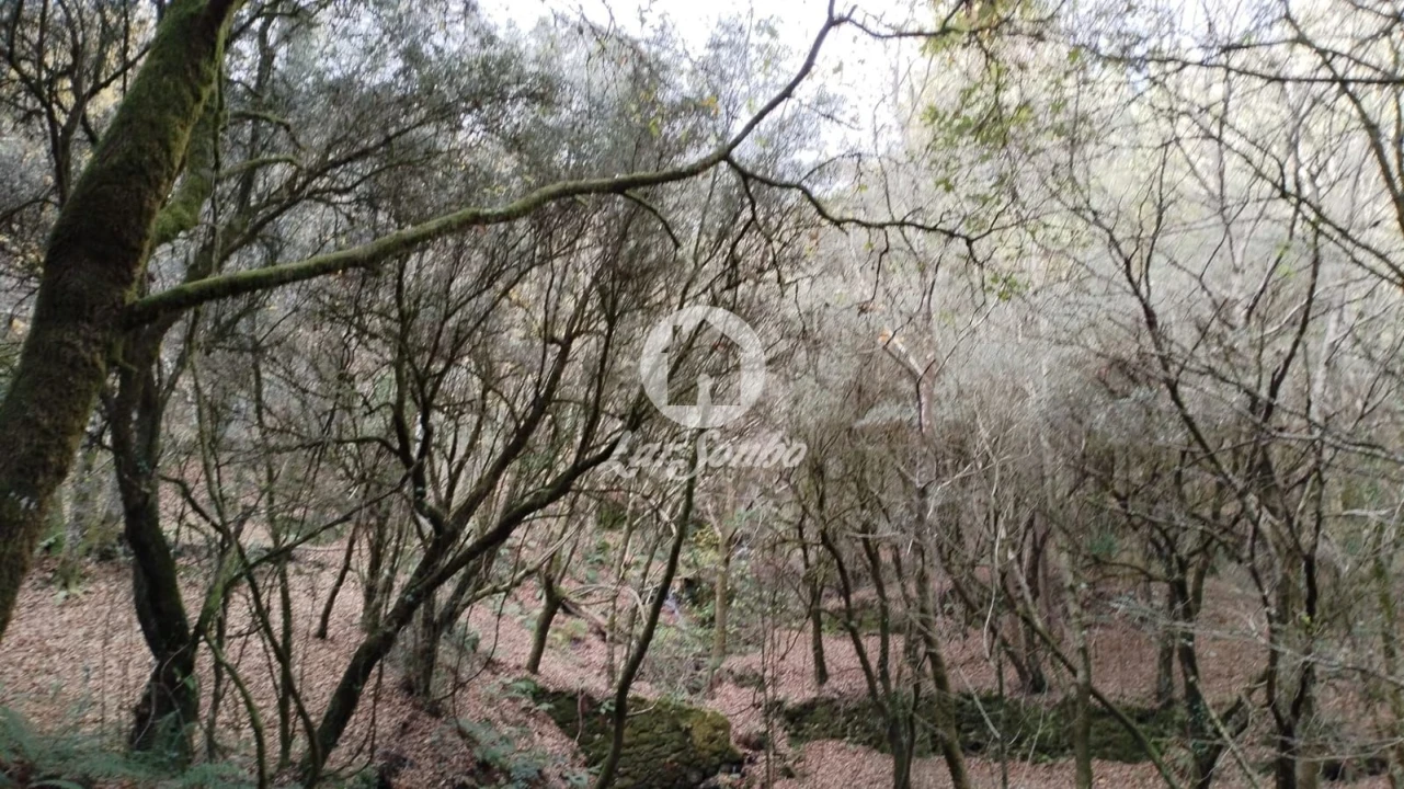 Terreno Agricola ou Rústico para Venda em Vilar da Veiga Foto 1