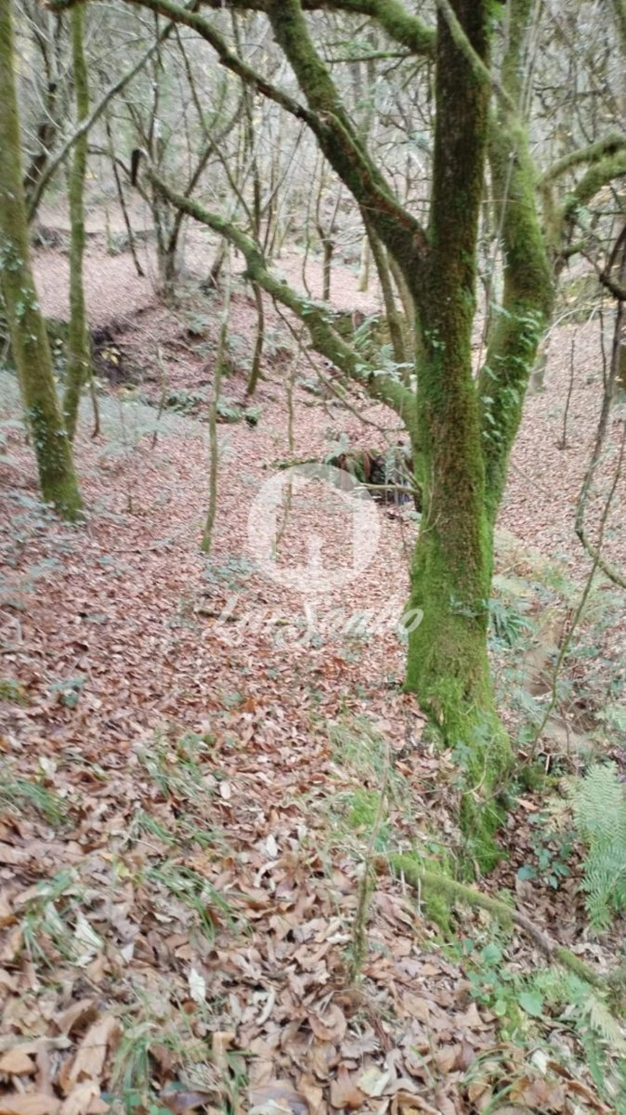 Terreno Agricola ou Rústico para Venda em Vilar da Veiga Foto 3
