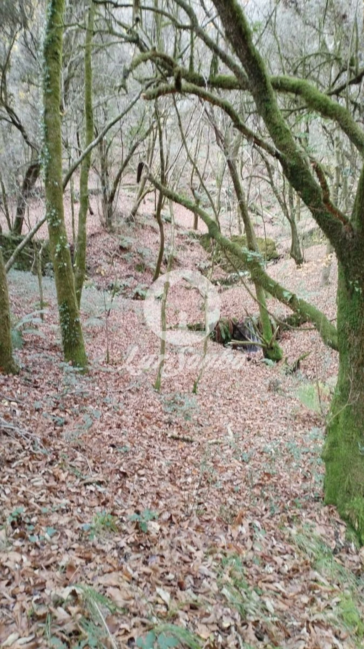Terreno Agricola ou Rústico para Venda em Vilar da Veiga Foto 4