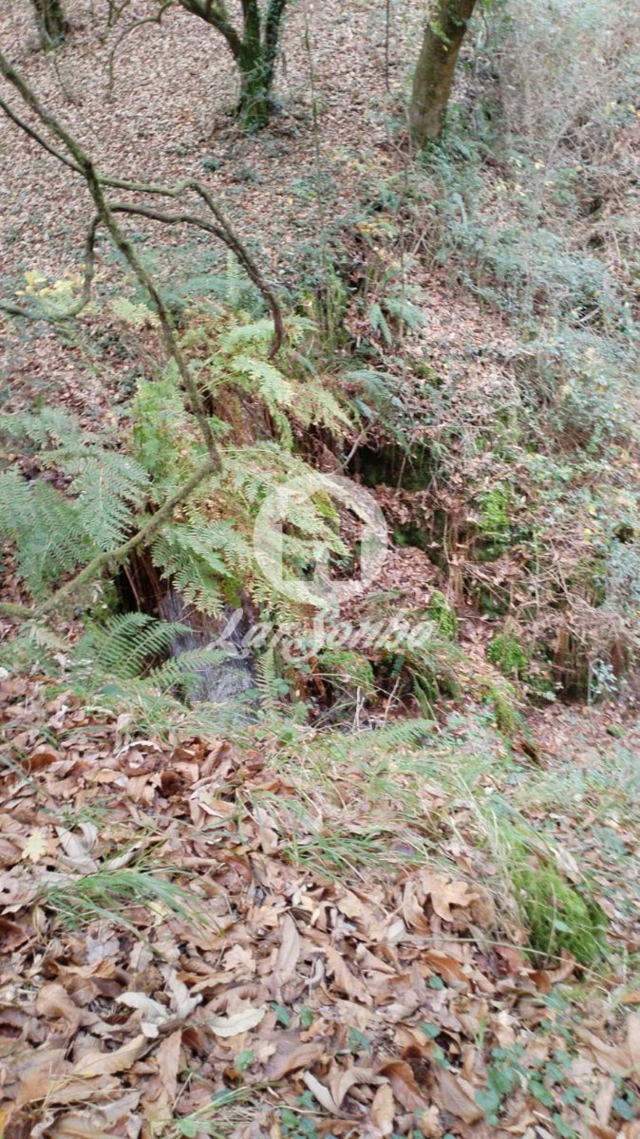 Terreno Agricola ou Rústico para Venda em Vilar da Veiga Foto 6