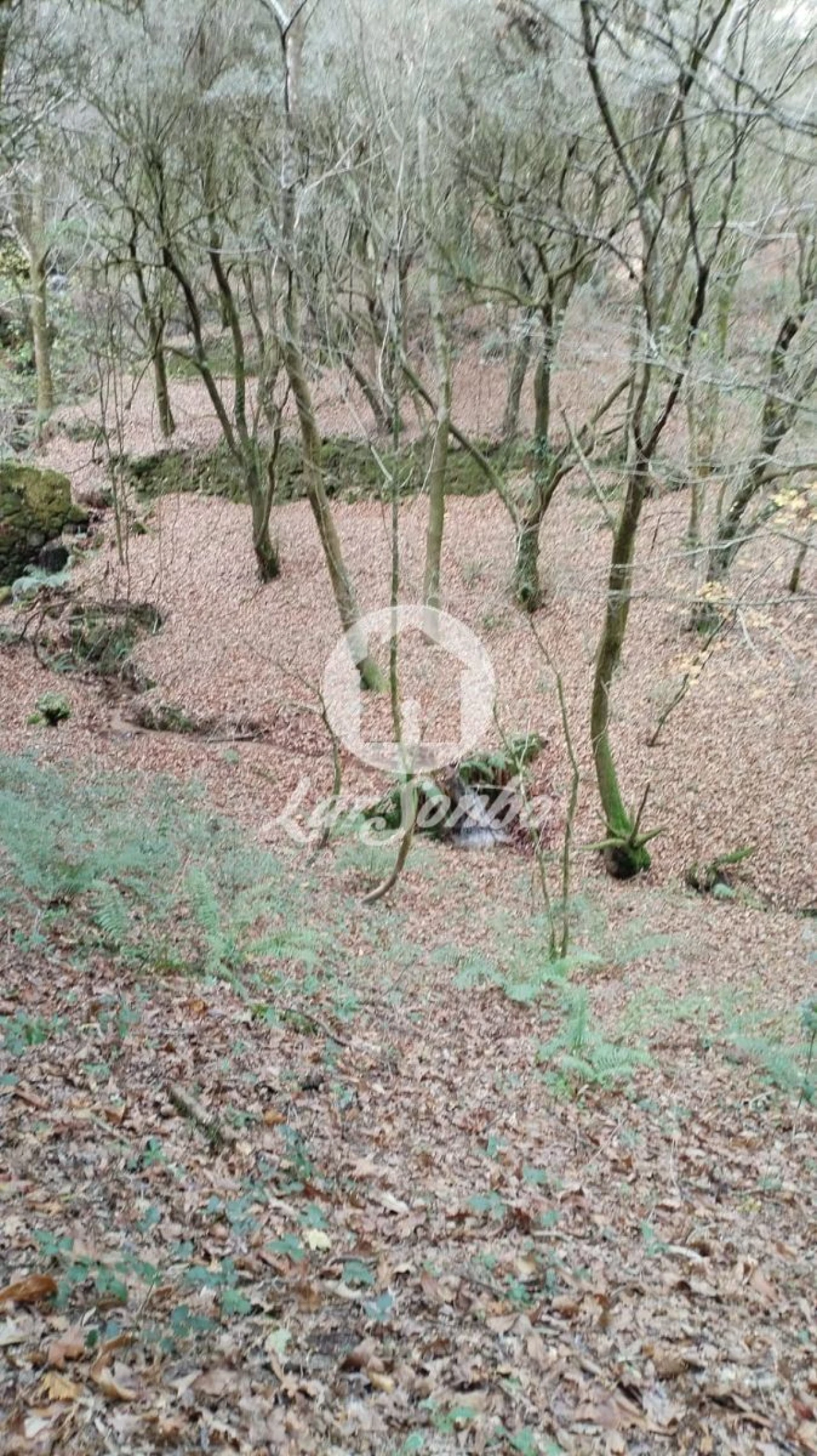 Terreno Agricola ou Rústico para Venda em Vilar da Veiga Foto 7