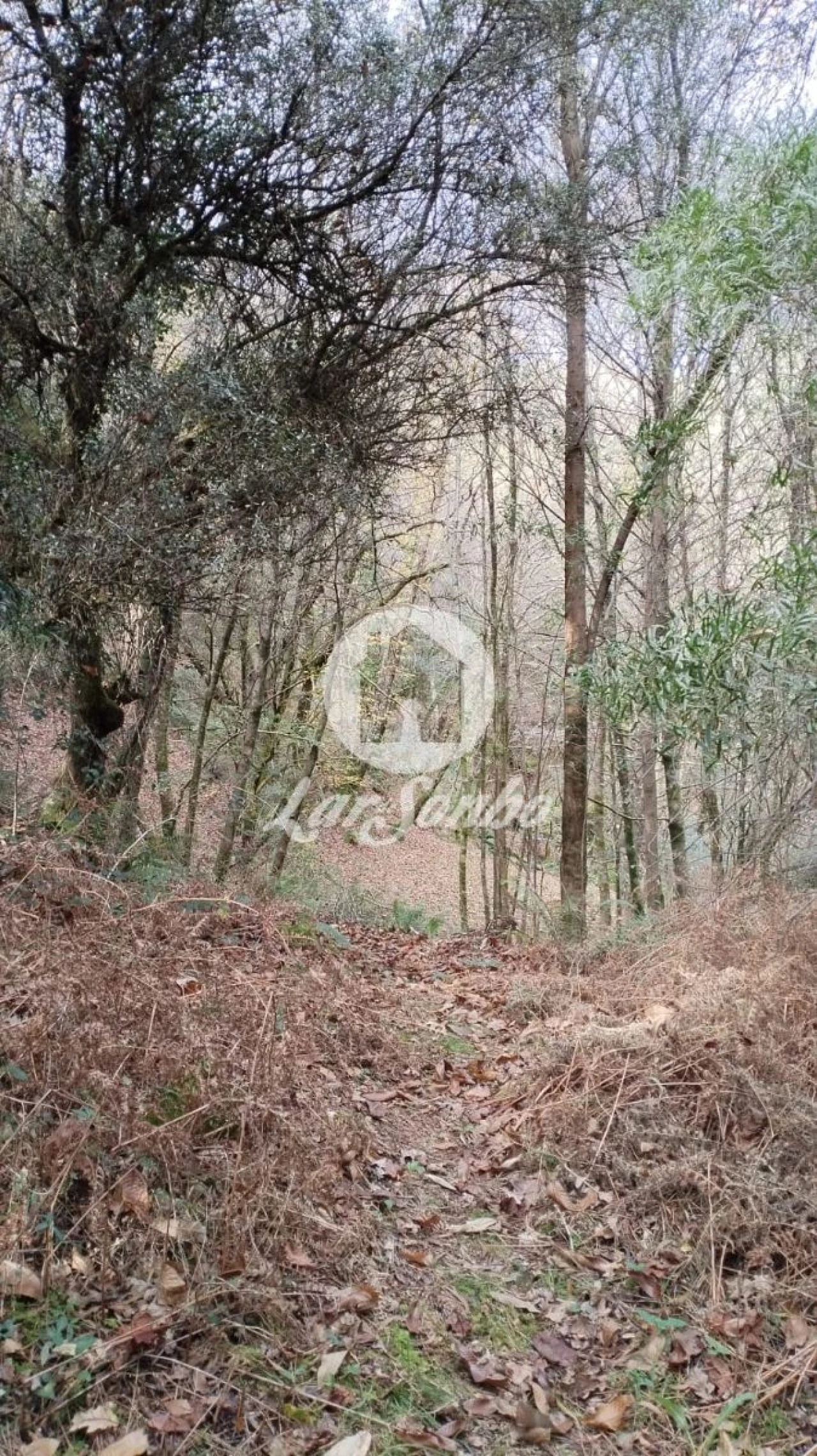 Terreno Agricola ou Rústico para Venda em Vilar da Veiga Foto 8