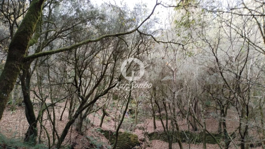 Terreno Agricola ou Rústico para Venda em Vilar da Veiga