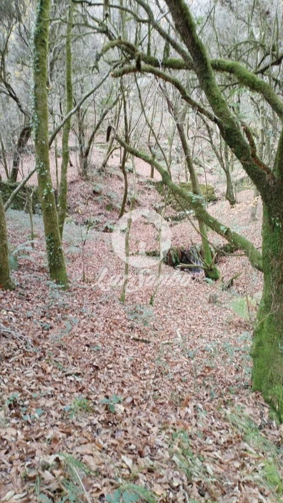 Terreno Agricola ou Rústico para Venda em Vilar da Veiga Foto 4