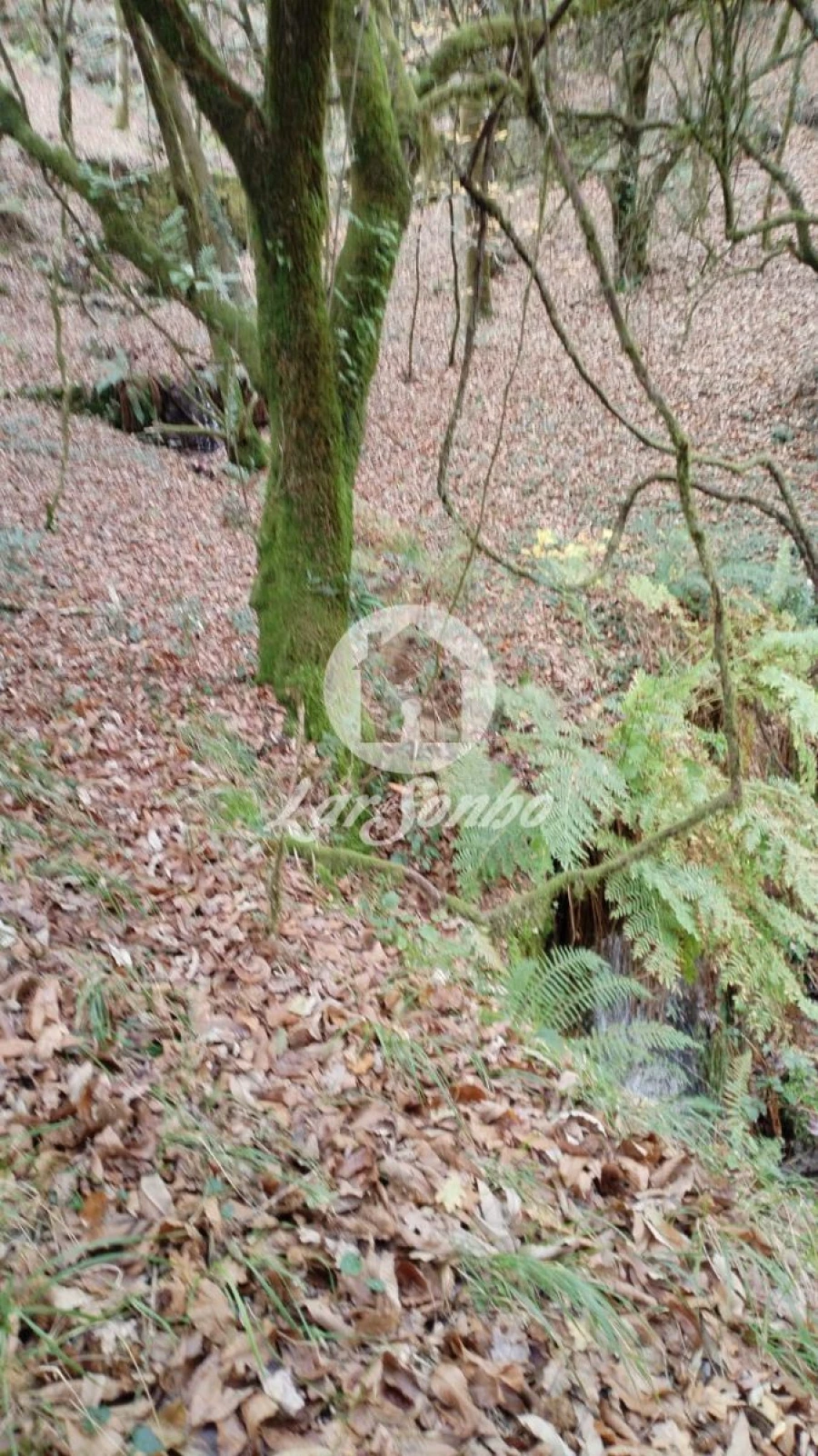 Terreno Agricola ou Rústico para Venda em Vilar da Veiga Foto 5