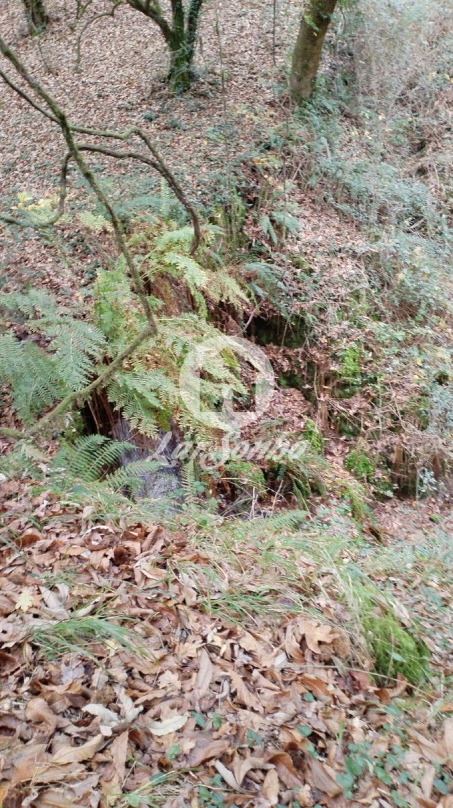 Terreno Agricola ou Rústico para Venda em Vilar da Veiga Foto 6