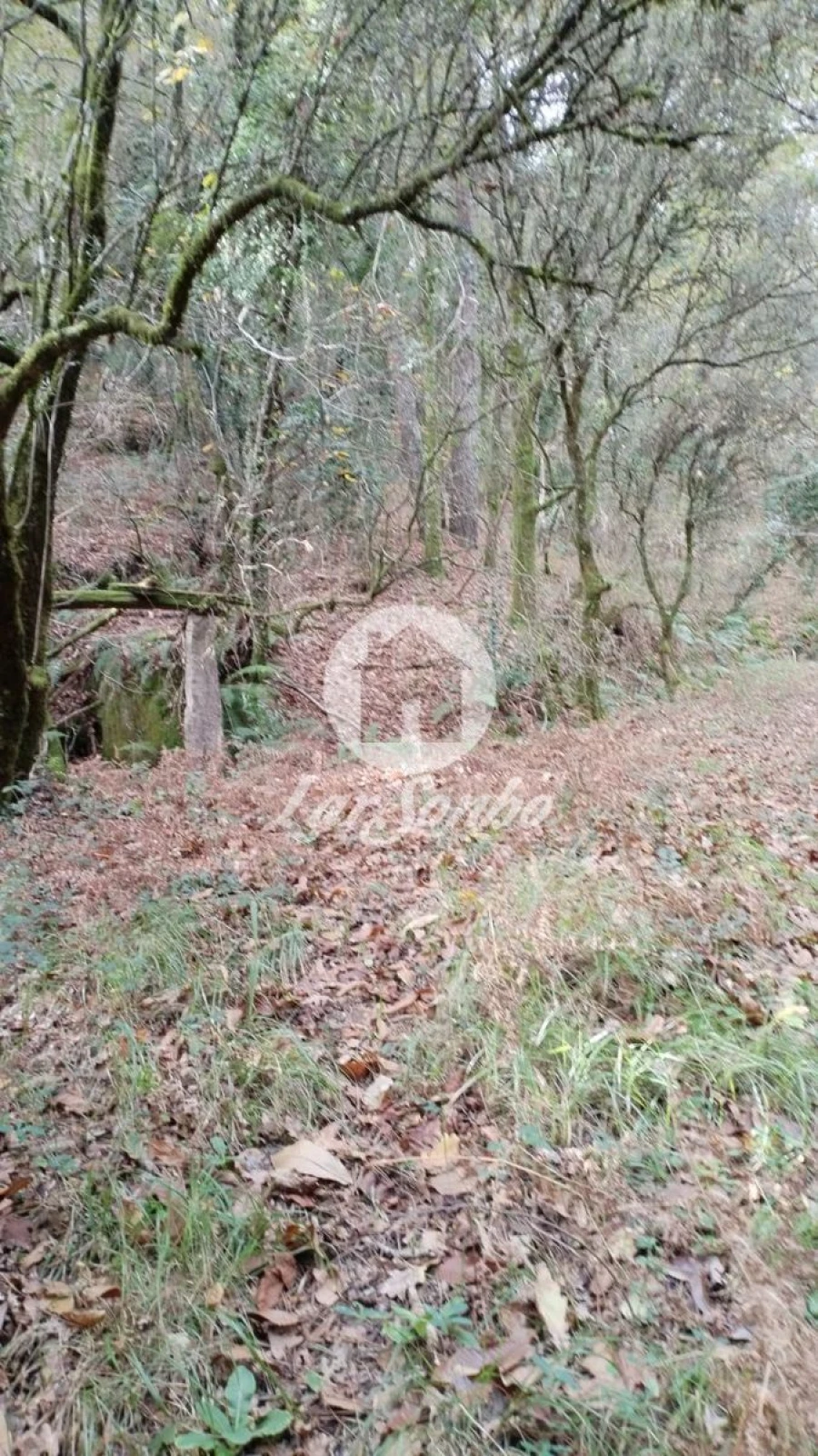 Terreno Agricola ou Rústico para Venda em Vilar da Veiga Foto 9