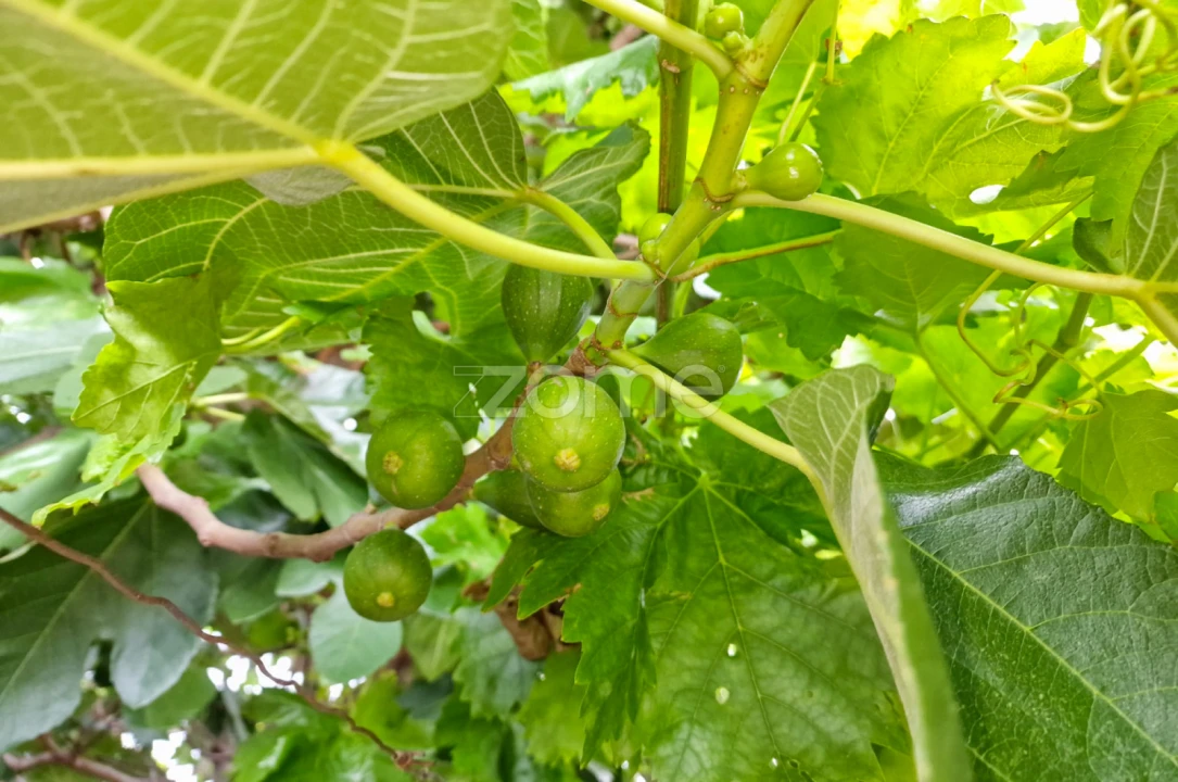 Moradia T10 para Venda em Vila Nova de Foz Côa Foto 37