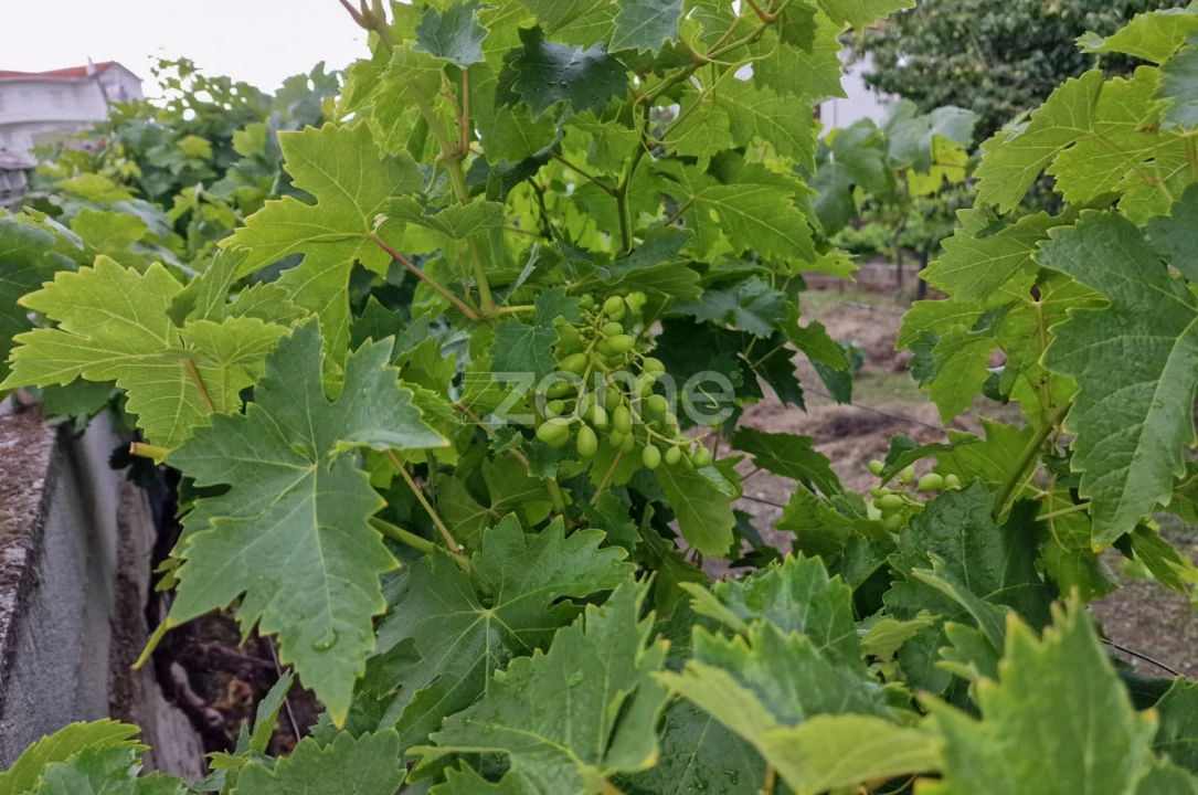 Moradia T10 para Venda em Vila Nova de Foz Côa Foto 60