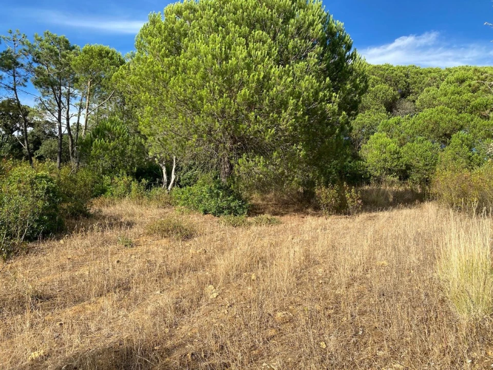 Terreno Agricola ou Rústico para Venda em Sesimbra (Castelo) Foto 8