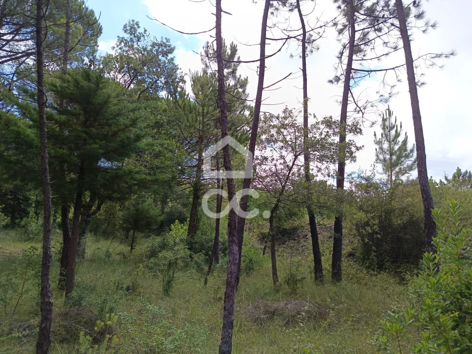Terreno para Venda em Cernache Foto 3