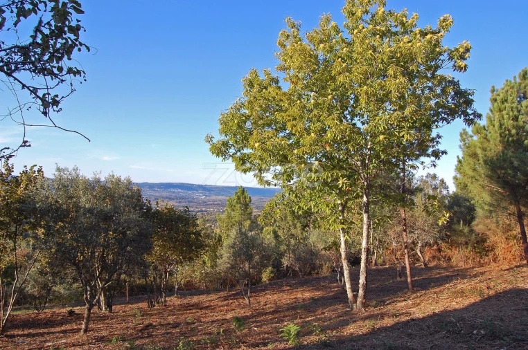 Terreno para Venda em Folgosinho