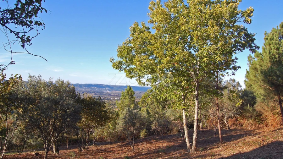 Terreno para Venda em Melo e Nabais