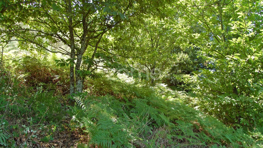 Terreno para Venda em Melo e Nabais