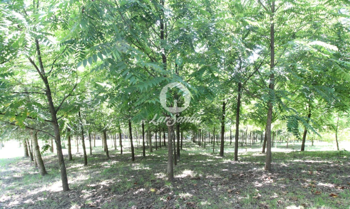 Quinta T1 para Venda em Ribeirão Foto 12