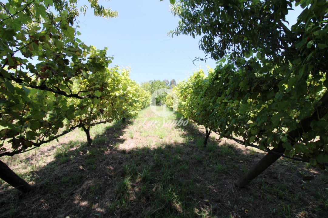 Quinta T1 para Venda em Ribeirão Foto 16