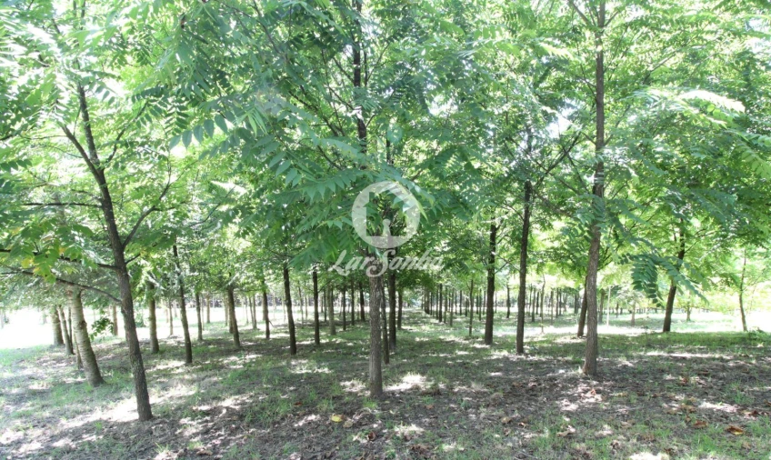 Quinta T1 para Venda em Ribeirão Foto 12