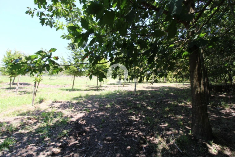Quinta T1 para Venda em Ribeirão Foto 15