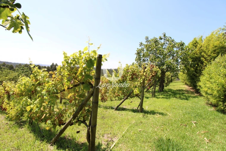 Quinta T1 para Venda em Ribeirão Foto 17