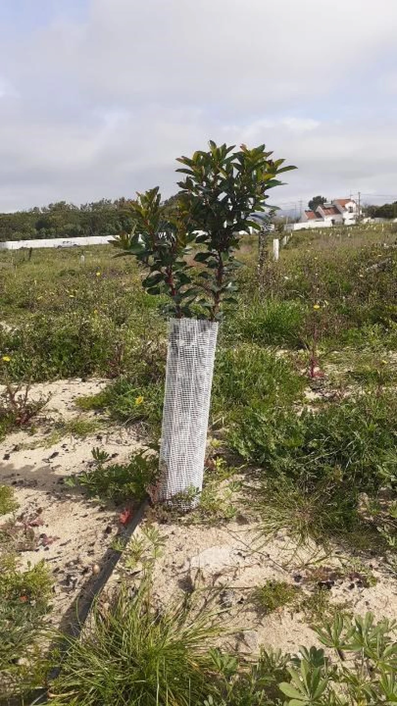 Terreno Misto para Venda em Vila Nova de Milfontes Foto 25