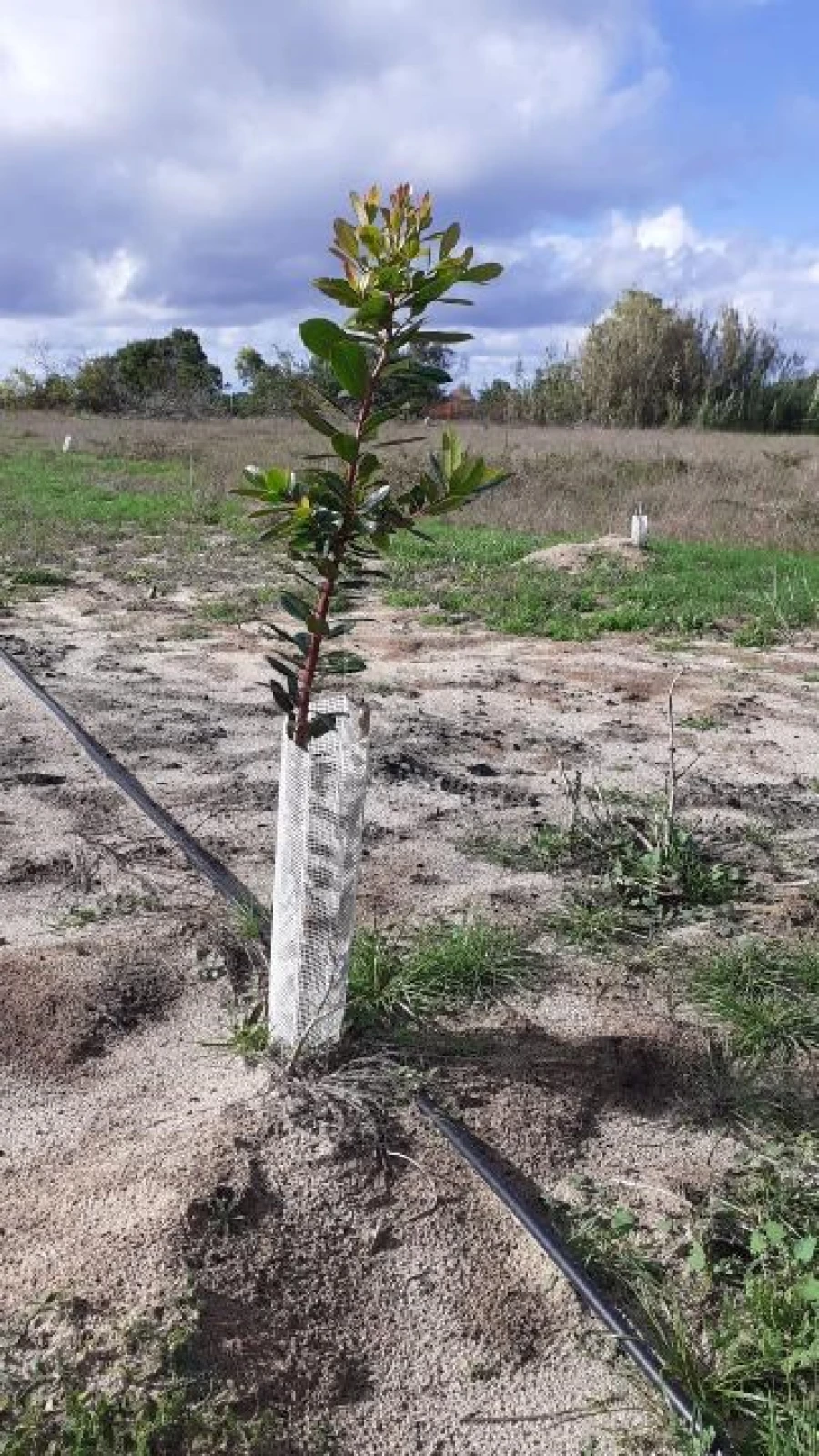 Terreno Misto para Venda em Vila Nova de Milfontes Foto 26