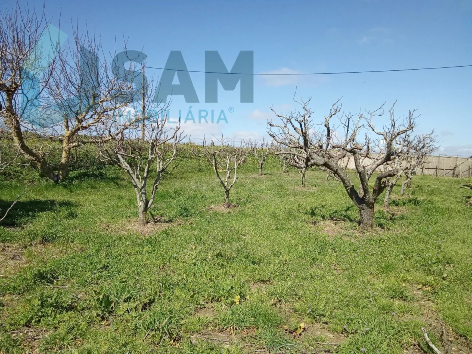 Terreno para Venda em Cadaval e Pêro Moniz Foto 2