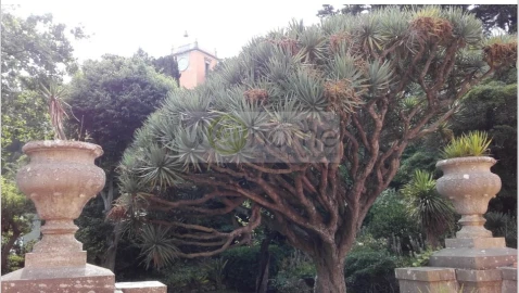 Moradia T30 para Venda em Oeiras e São Julião da Barra, Paço de Arcos e Caxias