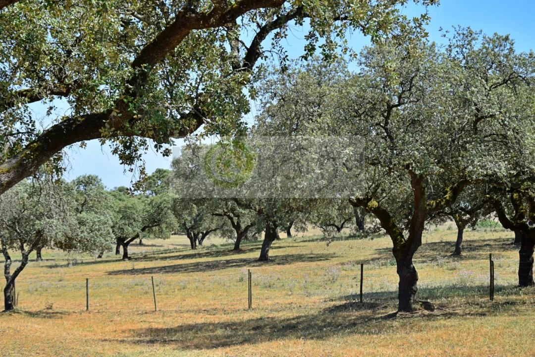 Terreno para Venda em Santiago do Escoural Foto 9