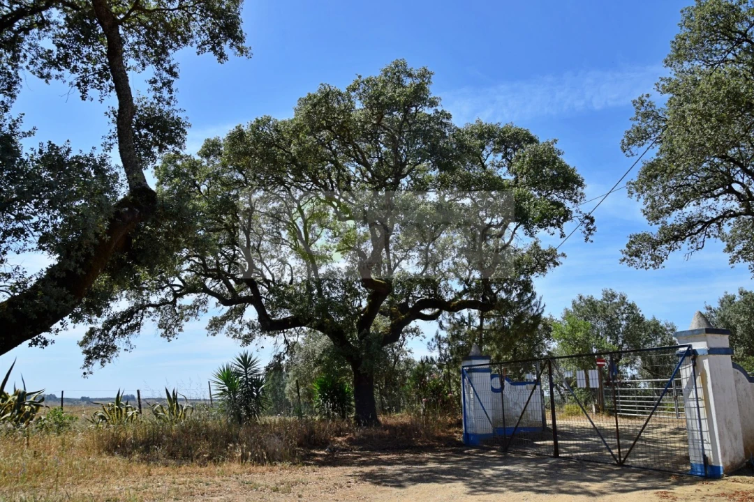 Terreno para Venda em Santiago do Escoural Foto 14