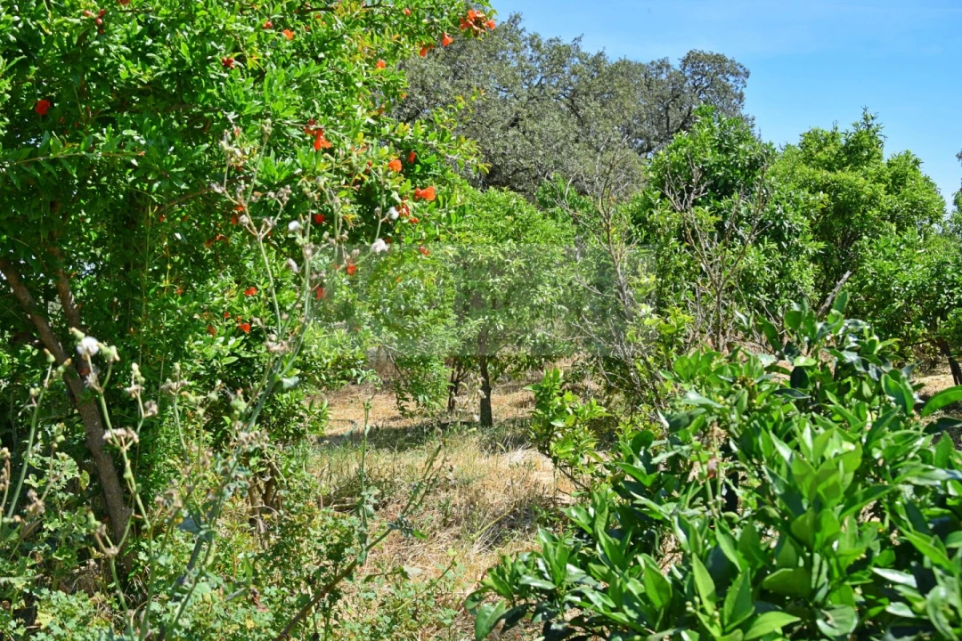 Terreno para Venda em Santiago do Escoural Foto 15