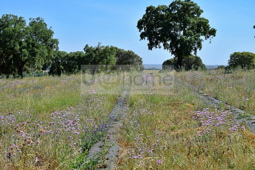 Terreno para Venda em Santiago do Escoural Foto 20