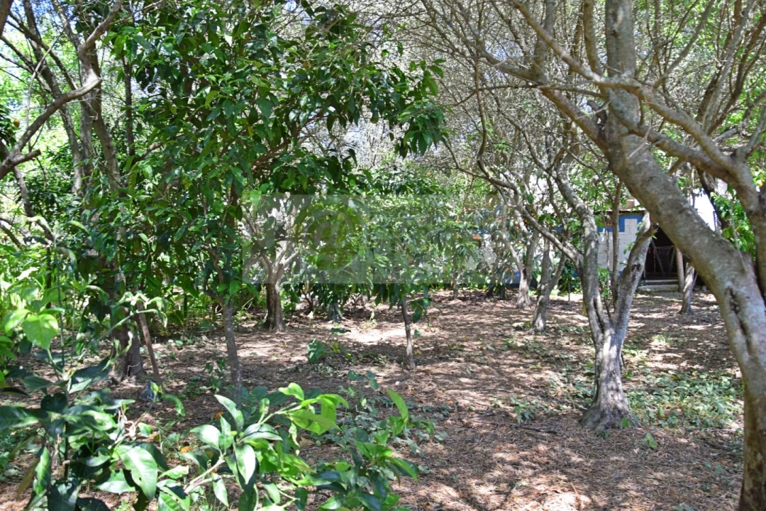 Terreno para Venda em Santiago do Escoural Foto 22