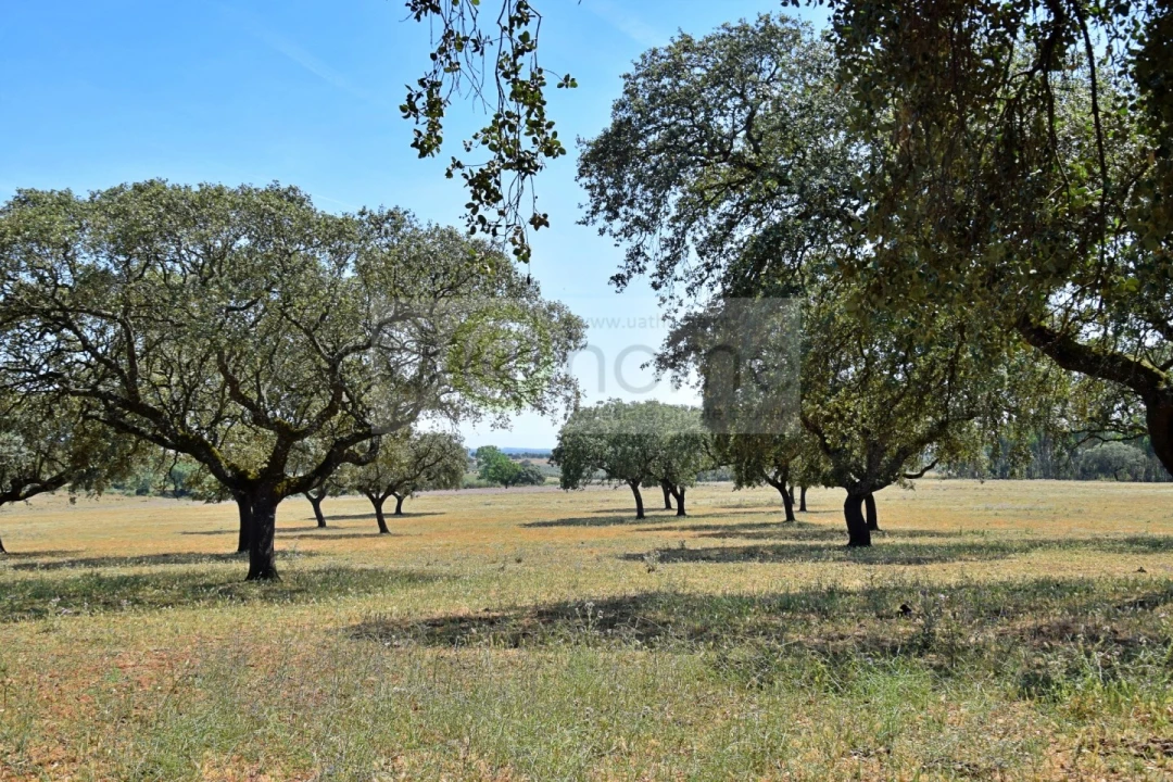 Terreno para Venda em Santiago do Escoural Foto 30