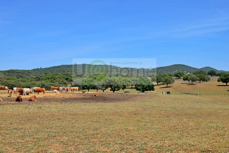 Terreno para Venda em Santiago do Escoural Foto 10