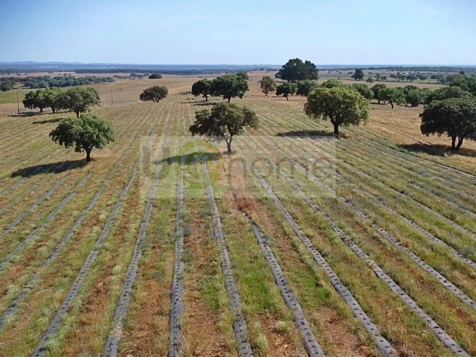 Terreno para Venda em Santiago do Escoural Foto 16